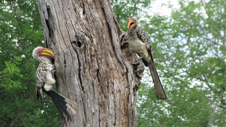 A robust tree of life for birds will be important to decipher adaptations to certain environments or the evolution of specialized behaviors, such as nest building in these hornbills. Credit: image courtesy of Sushma Reddy